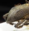 Homalinotus validus